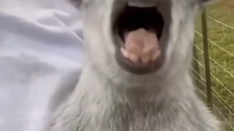 Fun animal video.