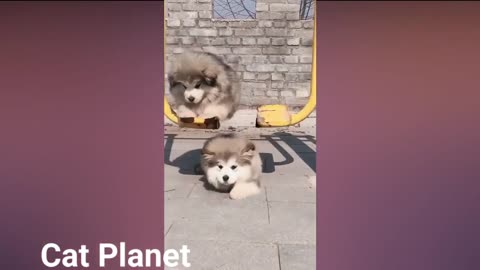 Cute Cats and Funny Cat Video Tiktok Compilation 2022