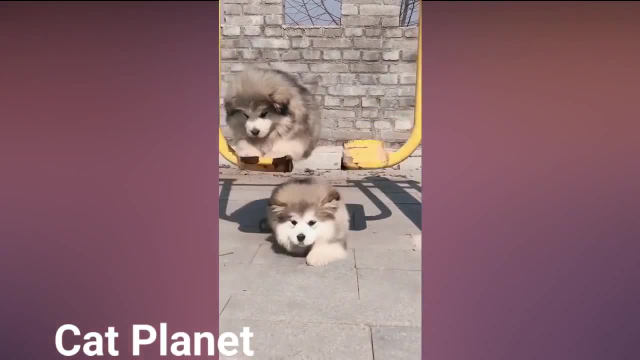 Cute Cats and Funny Cat Video Tiktok Compilation 2022