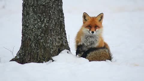 Fox wake up stock video