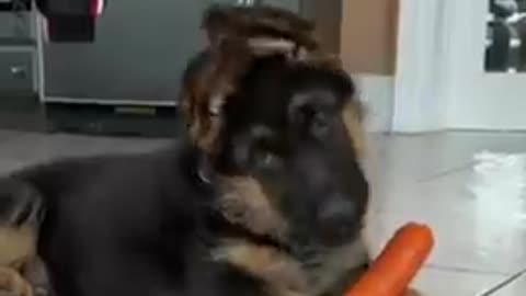🤣😂😂😂Funny dogs🐩 on rumbel #Short❤️