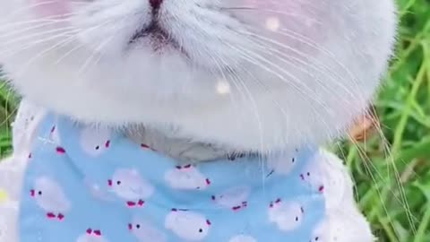 Cat video Playing cute cat video-funny cat video