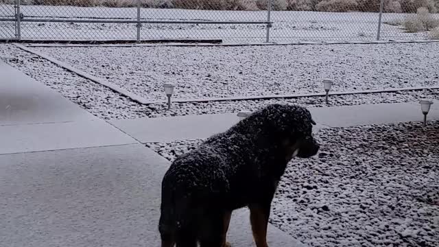 Snow Bear