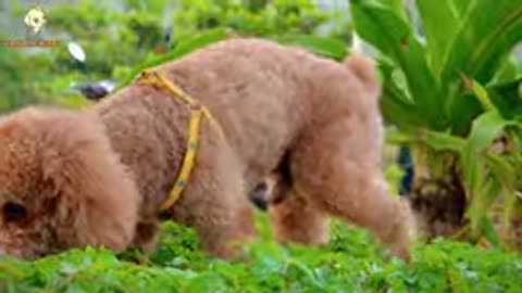 4K Quality Animal Footage - Dogs and Puppies Beautiful Scenes Episode 5