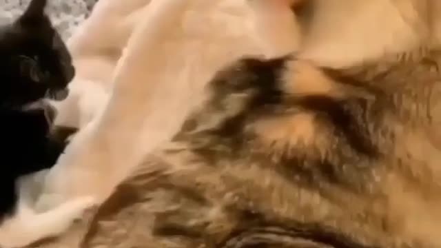 Funny and cute cat trying to pick a fight with her mom