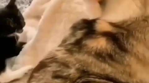 Funny and cute cat trying to pick a fight with her mom