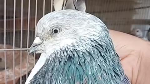 Indian Bajrai Pigeons of Ustad Mutahir Mirza