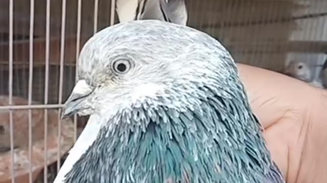 Indian Bajrai Pigeons of Ustad Mutahir Mirza
