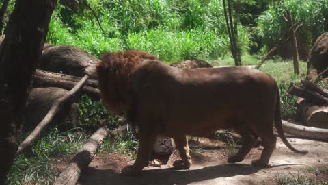 Lion at the Forest