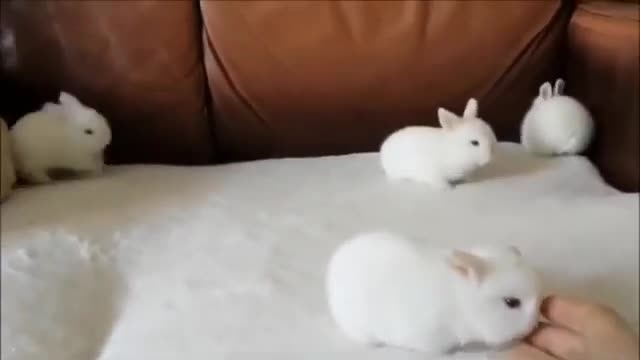 Cute and funny little rabbit bunny