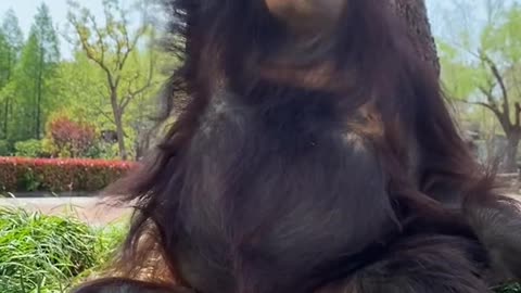 orangutans