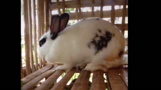 The vegetarian Rabbit