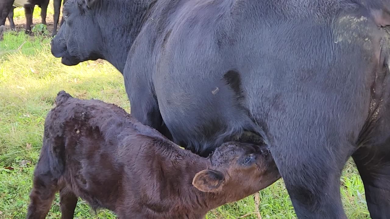 Baby Calf Being Feb From Mamma Cow