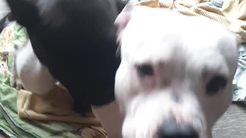 Funny dogs Dex and Bonny