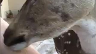 Deer gives human a bath