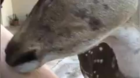 Deer gives human a bath