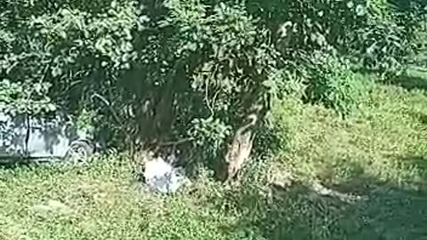 video accidente