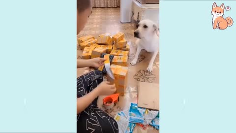 Funny DOG Video do you have