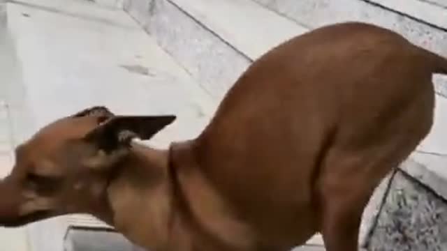 Very nice Baby Dogs - Funny dogs Videos Compilation #DOG #FUNNY #dOGS #SHORT