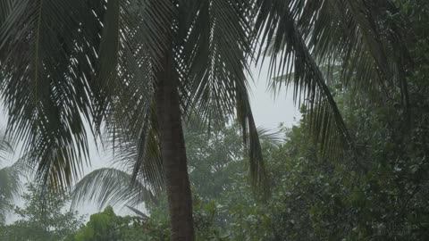 4k tropical rain and relaxing nature sounds