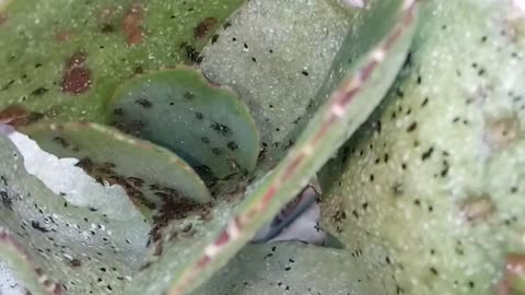 Insects on the Cotyledon Orbiculata