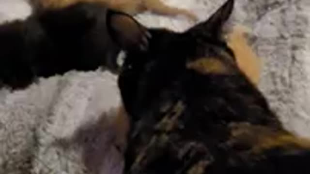 Mother cat take's her kitten by the scruff of his neck