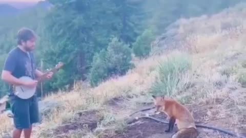 Fox-trotting to Banjo