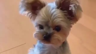 Puppy feeling shy to eat