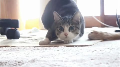 Gif video of cat imitating its owner