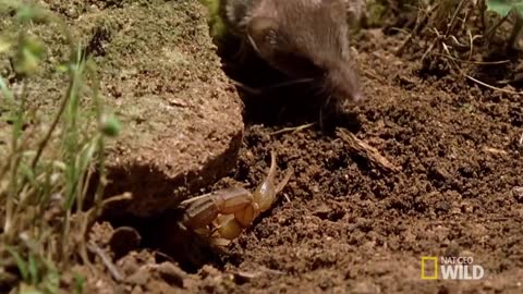 Psycho Shrew vs. Scorpion _ Animal Fight Night