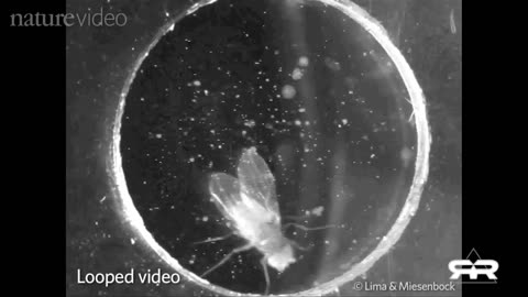 Nano tech , global experiments , Greg Reese