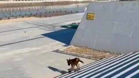 Dog has skills!