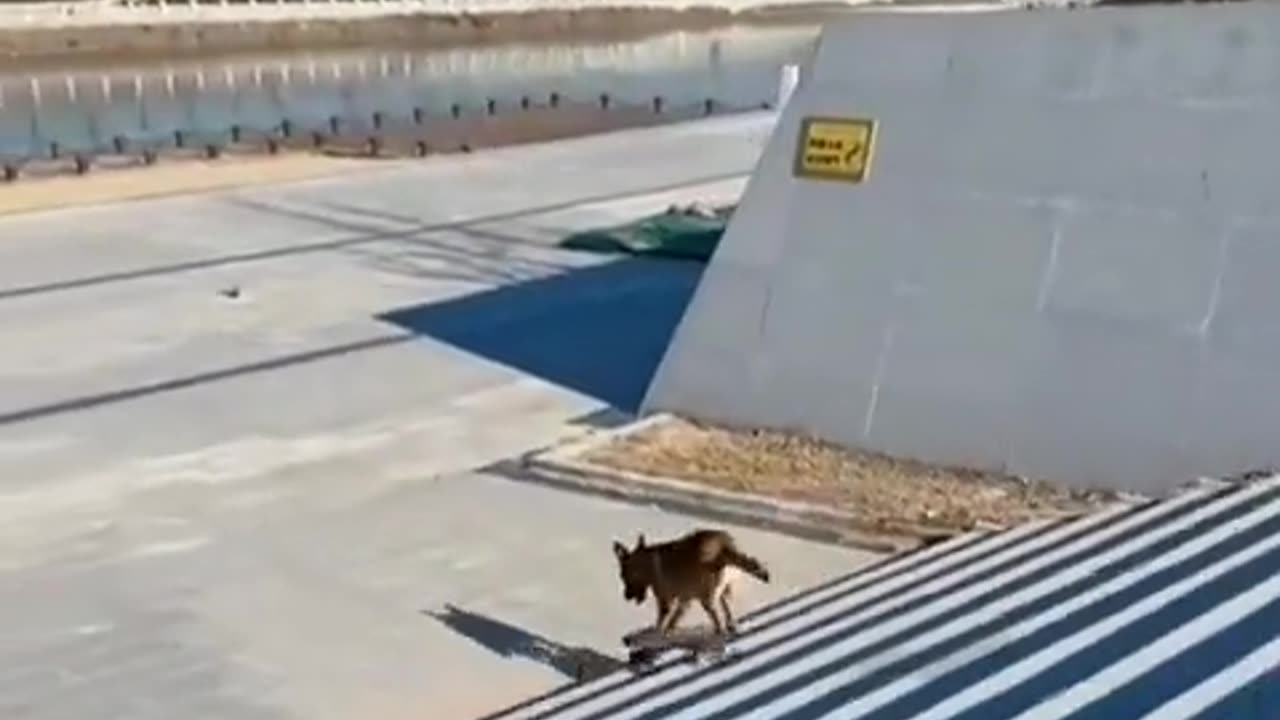 Dog has skills!