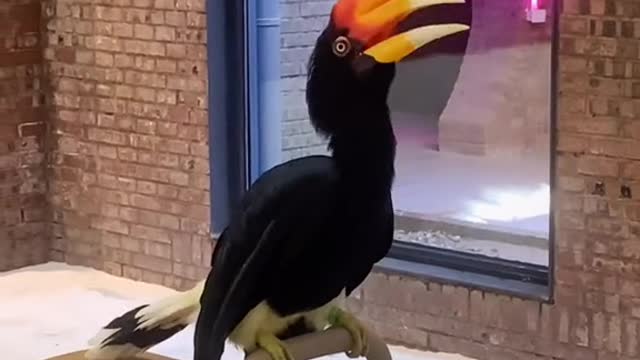 parakeet