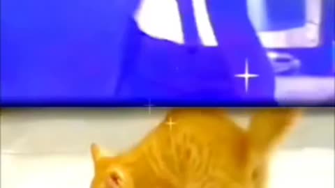 funny animal video
