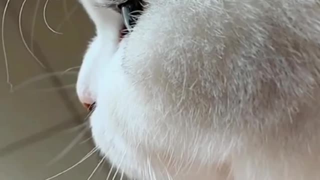 Cats are so cutest