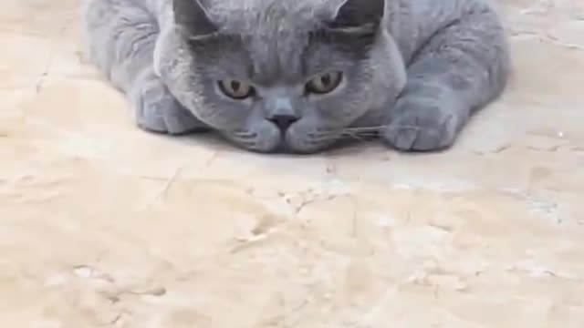 The cat in a daze is also very cute, I like it very much