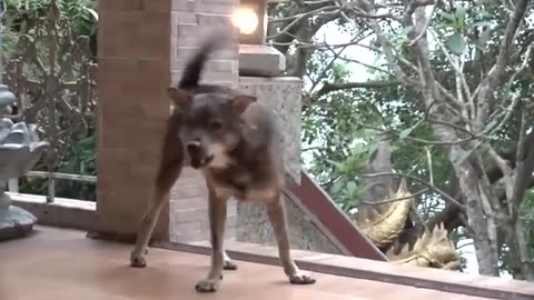 THE DOG SEES A STRANGER. ITS REACTION?
