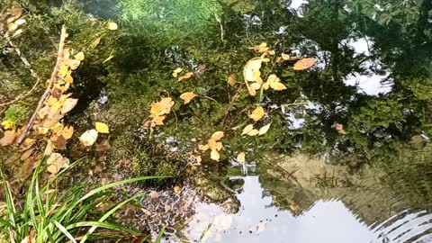 The Eye of the Bey, in the most pristine forest