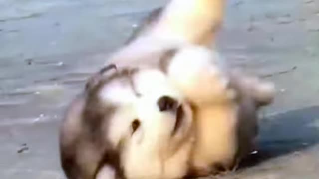 Funniest animal video 😀 best 🤩 compilation
