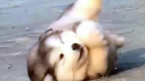 Funniest animal video 😀 best 🤩 compilation