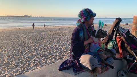 Dog hippie hippy fun: