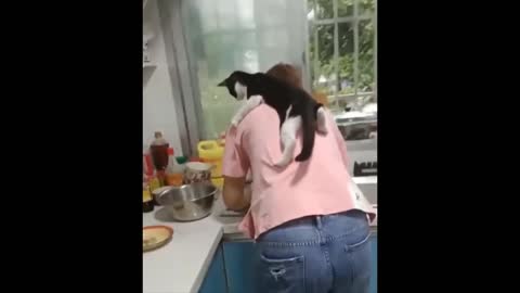 Cute and Funny Cat you must see😻