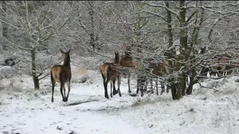 Snow animals - Wild life
