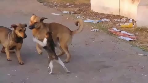 Cat vs dog funniest fights!!! Very funny pets video