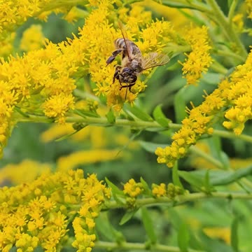 The yellow pollen rings of bees #mockumentary #nature #wildlife