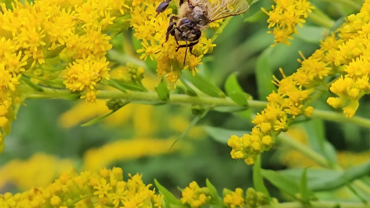 The yellow pollen rings of bees #mockumentary #nature #wildlife