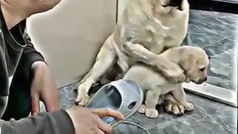 Dog love and care her son