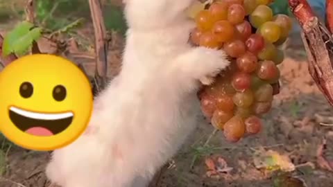 Funny rabbit (2)