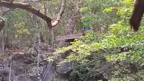 Somewhere in a Cenote